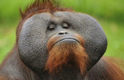 Návštěvnost orangutan